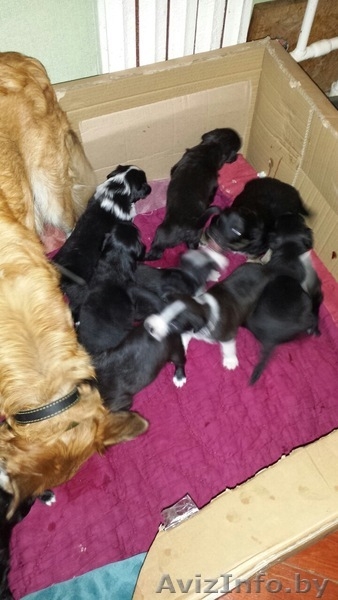 Отдаются в дар щенки - Изображение #2, Объявление #1313432