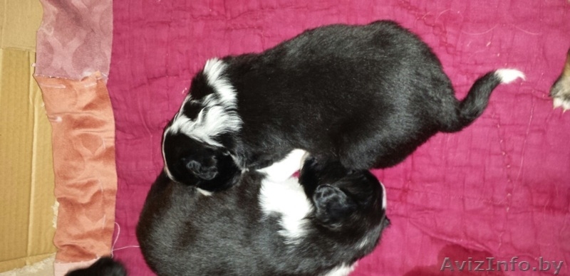 Отдаются в дар щенки - Изображение #3, Объявление #1313432