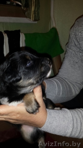 Отдаются в дар щенки - Изображение #5, Объявление #1313432