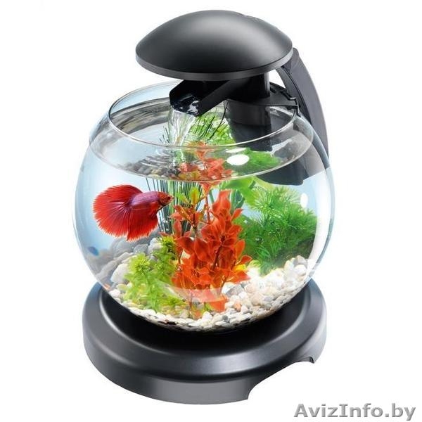 Аквариум. Рыбка-петушок в подарок! - Изображение #1, Объявление #1510961