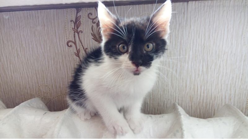 Котёнок - Изображение #3, Объявление #1661222