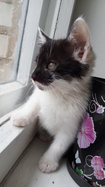 Котёнок - Изображение #4, Объявление #1661222